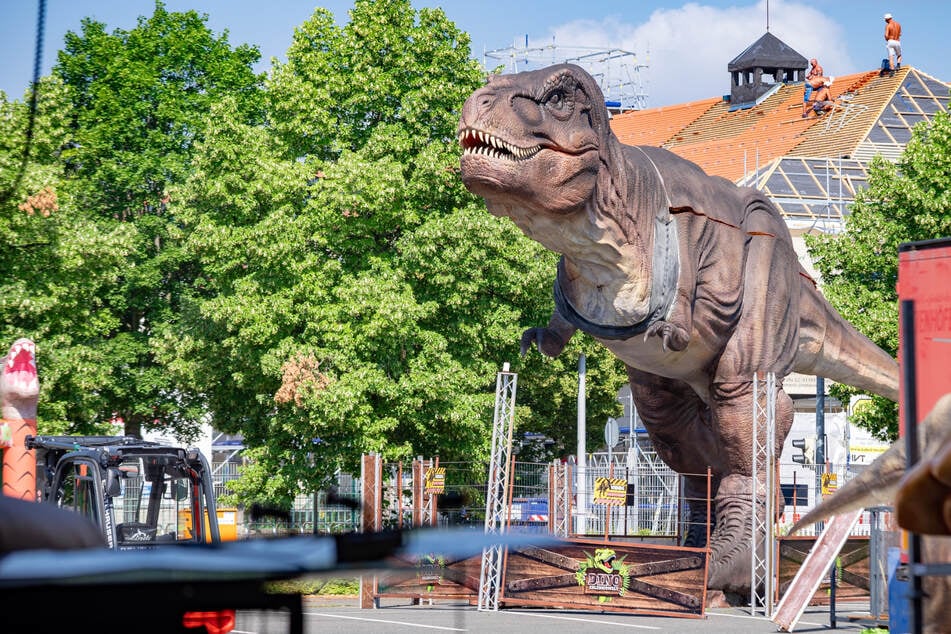 Dresden: Dem T-Rex direkt in die Augen sehen: Urzeit-Riesen erobern Dresdner Messe