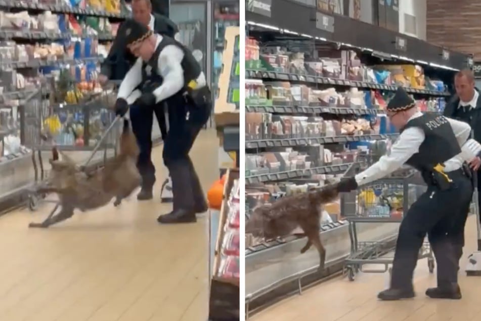 Cops hunt down misbehaving coyote hiding in Chicago supermarket