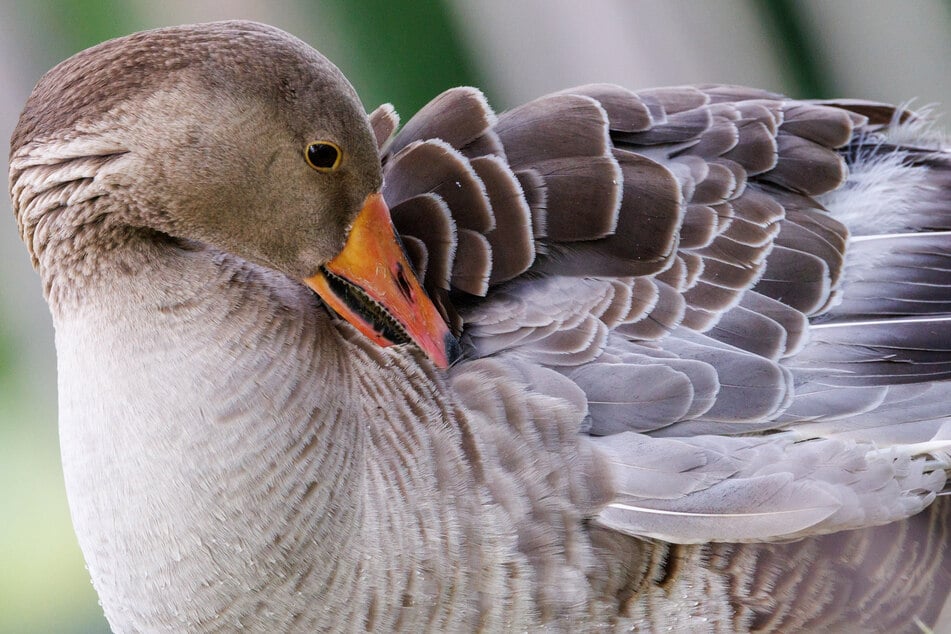 Im Kölner Zoo gibt es nach den Vogelgrippe-Fällen inzwischen Entwarnung. (Symbolfoto)