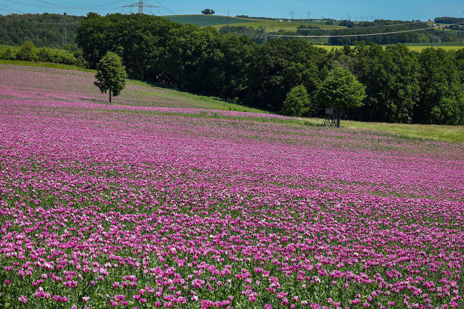 Der Mohn mit seiner Farbenpracht verzaubert die Felder bei Uhlsdorf.