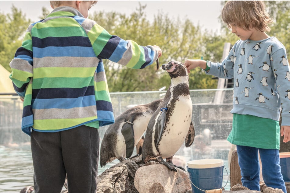 Das absolute Highlight in den Spreewelten Lübbenau sind die Humboldt-Pinguine.