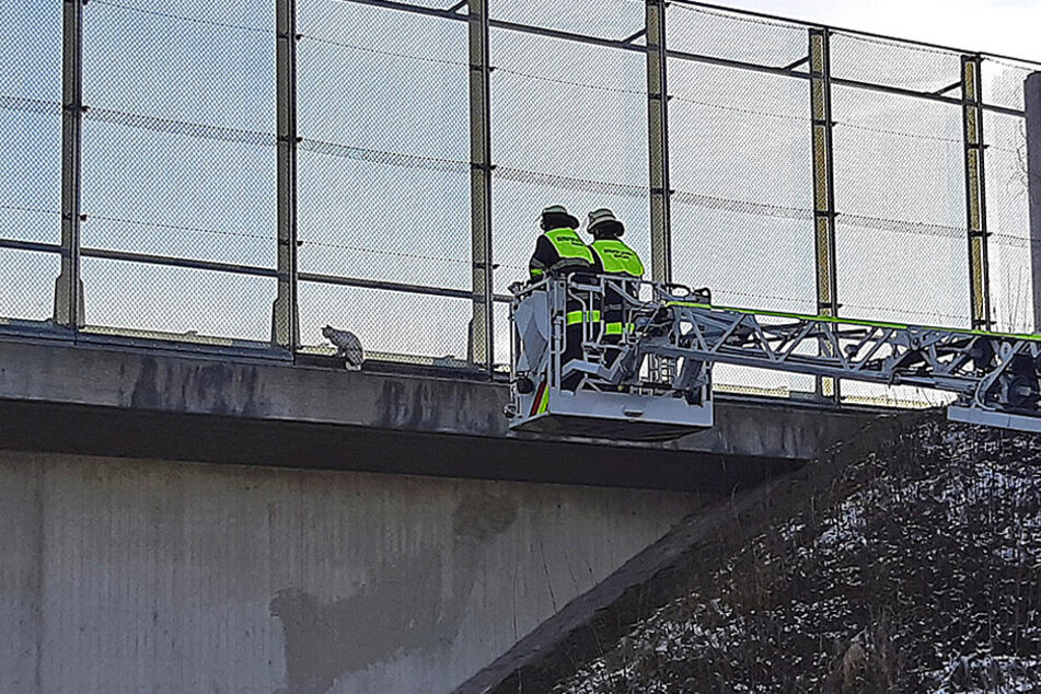 Eine Katze hatte sich an der A9 ebenfalls in eine missliche Lage manövriert und musste befreit werden.