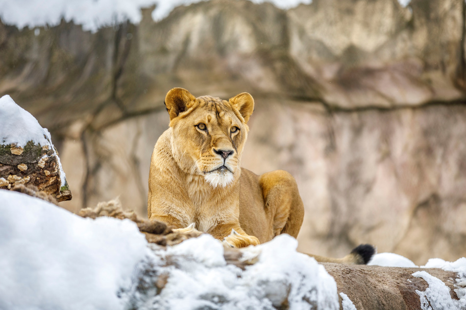 Kalt, aber herrlich ruhig für die scheuen Räuber: Die Löwen genießen die momentane Stille im Zoo.