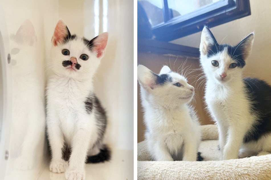 Hope (l.) und ihre Schwestern Bella (r.) und Lumi-Mila warten sehnsüchtig auf ihre neuen Dosenöffner.