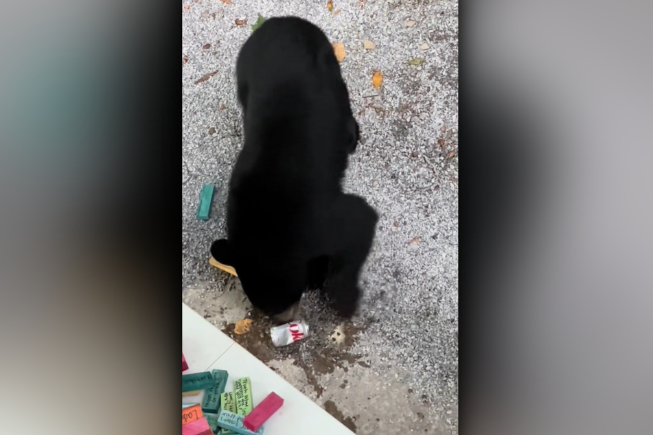 After munching down on the burgers, one bear tried to wash it down with a Diet Coke.