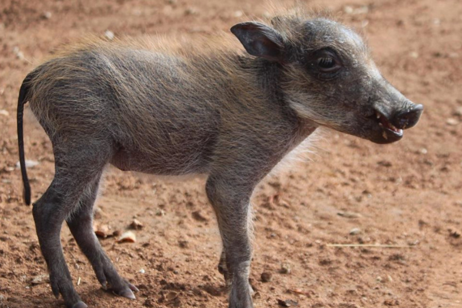 Warzenschwein Coconut war erst wenige Tage alt, als sie ihre Familie verlor.