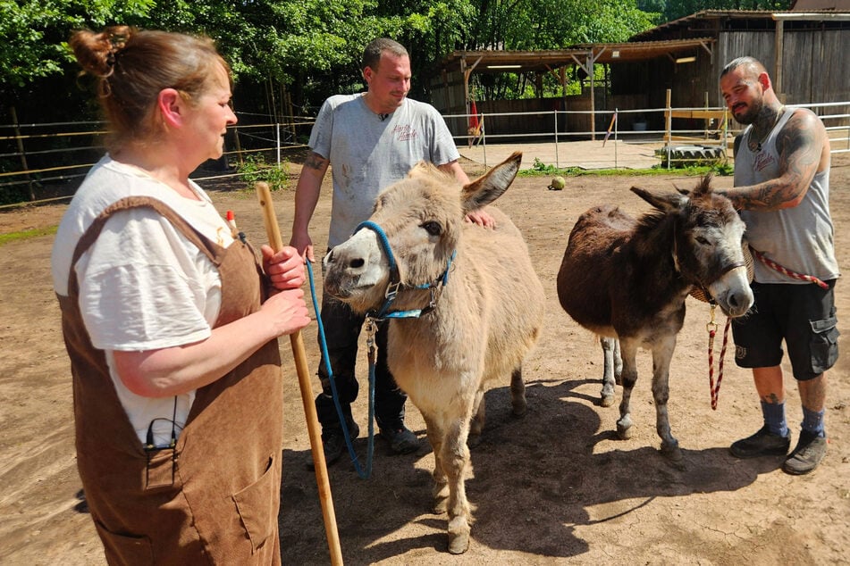 Verwahrloste und unterernährte Esel für 1 Euro im Internet angeboten: "Da wird mir speiübel"