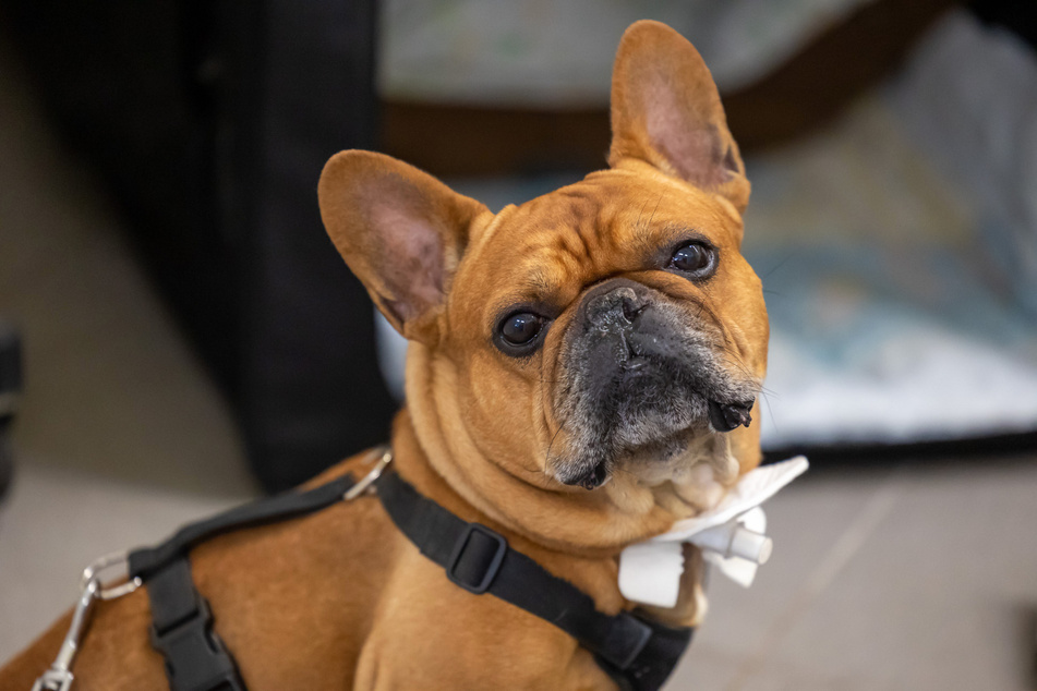 Die Französische Bulldogge Amadeus bietet eigentlich alles, was ein toller Hund haben muss. Doch sein Tracheostoma wirkt auf viele Interessenten abschreckend.