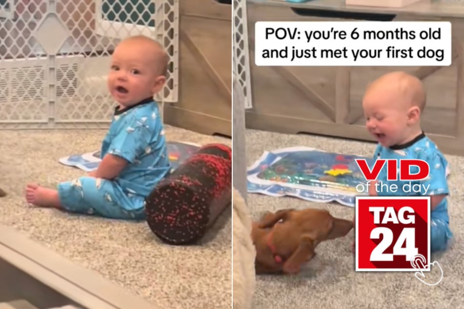 viral videos: Viral Video of the Day for August 25, 2024: 6-month-old meets first pup ever – who's more excited?