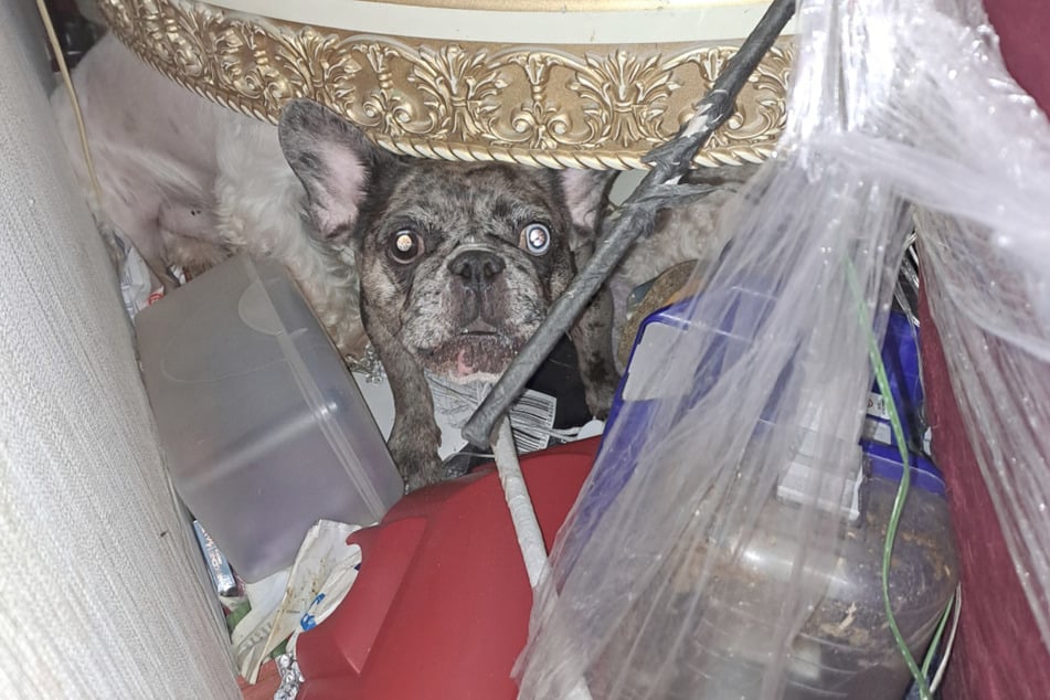 Über 30 Hunde und 12 Katzen: Amt rettet 54 Tiere aus völlig verdreckter Messi-Wohnung