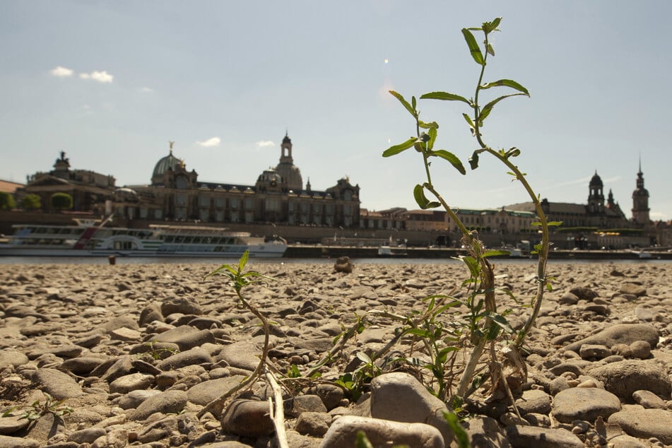 Grüne sauer: Dresdner Stadtrat blockiert neuen Klimabeirat