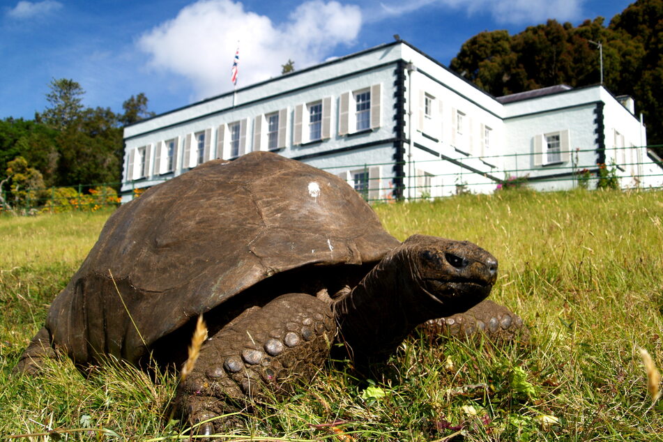 Die älteste Schildkröte der Welt wird 190 Jahre alt.