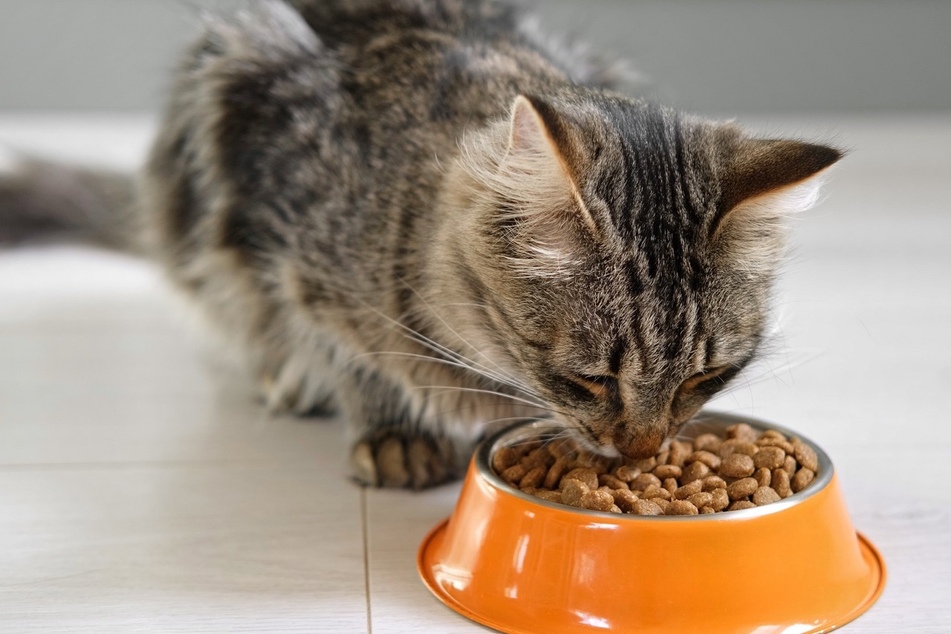 Katzen können allergisch auf Bestandteile ihres Futters reagieren und dann komisch miauen.