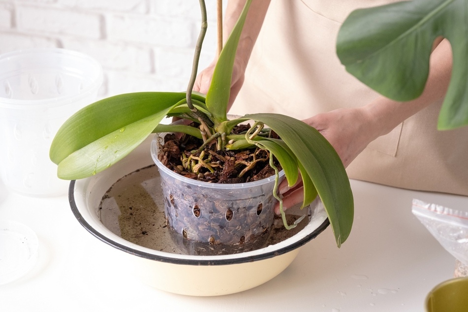 Statt zu gießen, kann man der Orchidee ein Wasserbad geben und sie anschließend komplett abtropfen lassen.