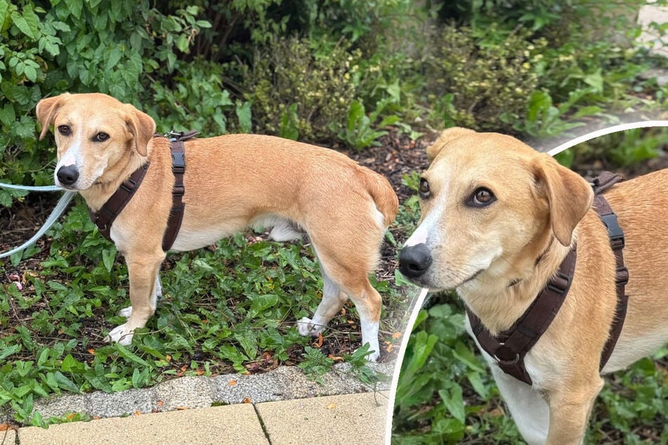 Mischling Milo sucht Halter mit Erfahrung im Umgang mit Hunden.