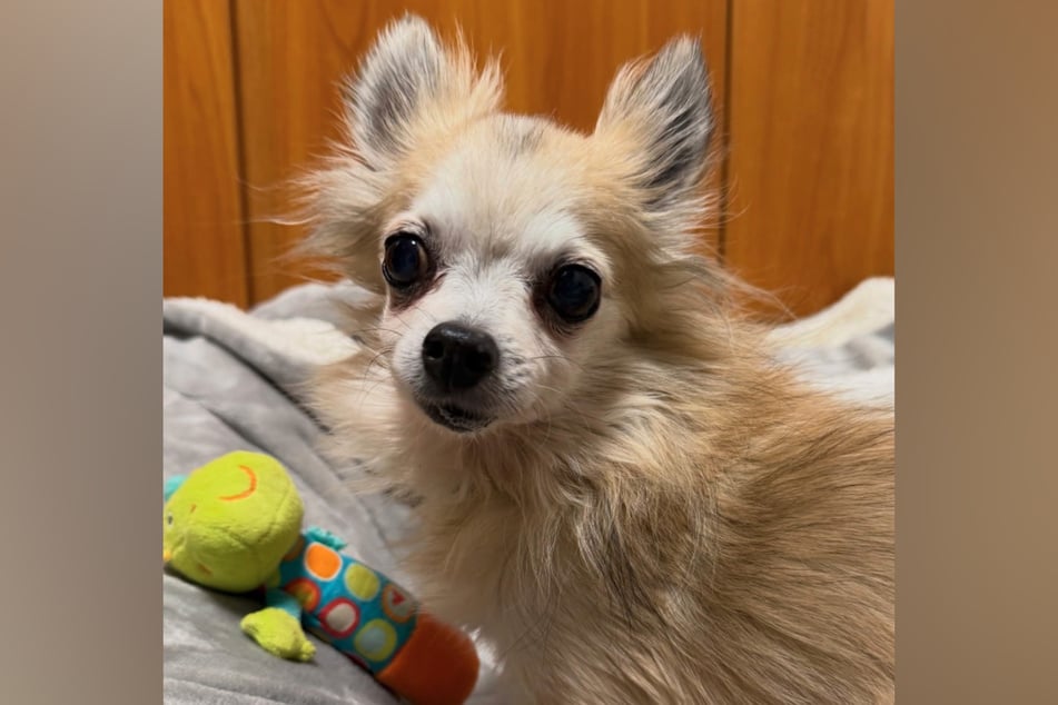 Der etwa 12 bis 14 Jahre alte Hund gilt als freundlich und verträglich und könnte laut Tierheim sogar gut als Zweithund vermittelt werden.