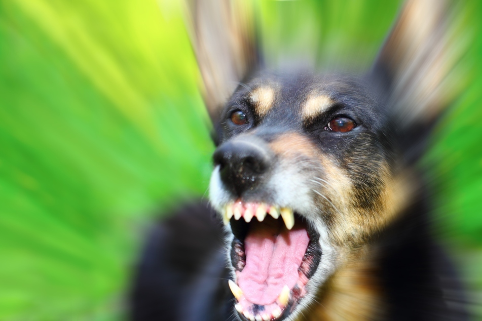 Ein 57-jähriger Mann wurde am Samstag im vogtländischen Klingenthal von einem Hund ins Gesicht gebissen (Symbolbild).