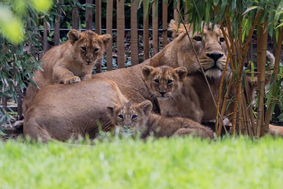 Zwölf Löwenbabys in NRW-Zoo geboren: Stadt reagiert auf Gerüchte um Einschläferung