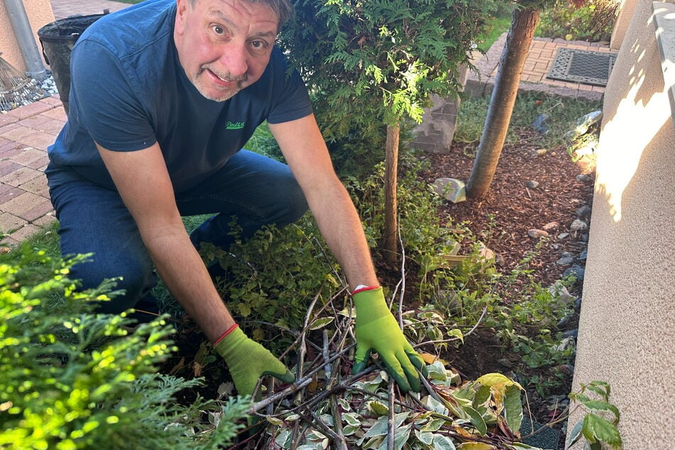 Das Holzhaus wird noch mit Ästen abgedeckt, die Bastler Böttcher vom herbstlichen Gartenschnitt aufgehoben hat.