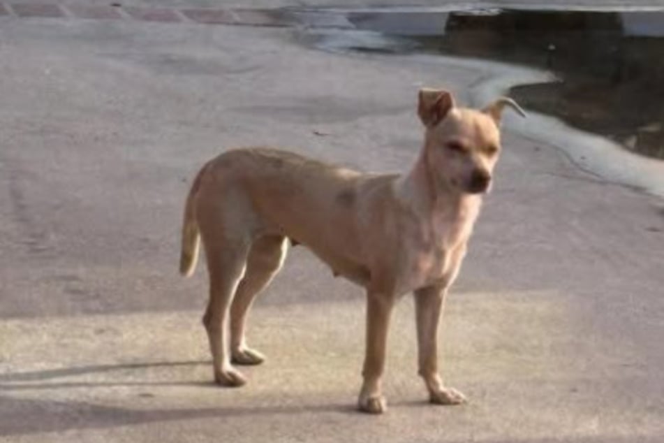 Malá fena byla naprosto vyděšená.