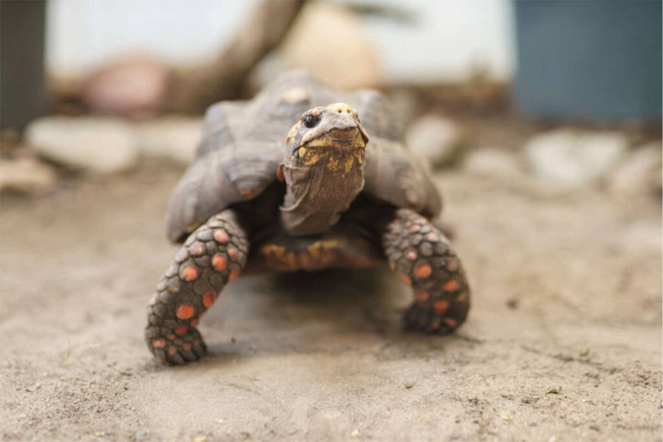 Köhlerschildkröte Goliath sucht einen erfahrenen Halter mit Platz für ein Großraumterrarium.
