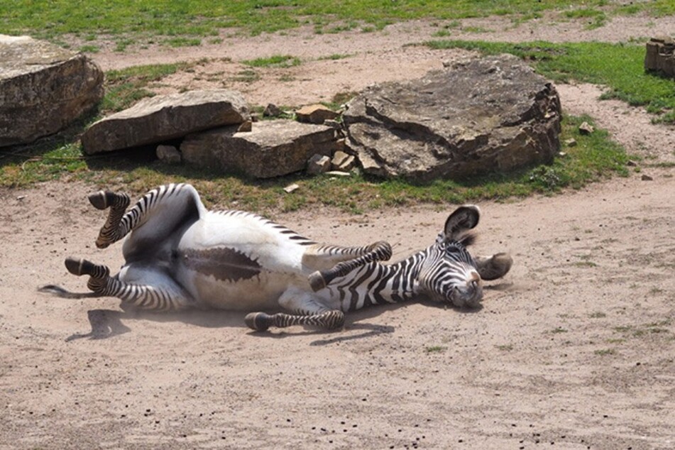 Der Zoo Leipzig freut sich über weitere Lockerungen.