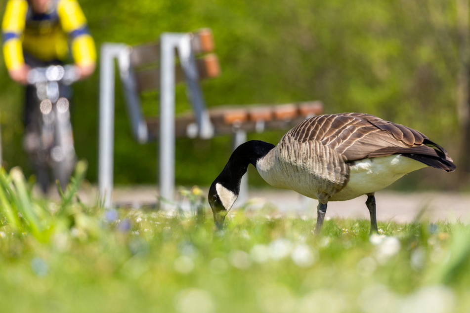 Eine Kanadagans läuft auf einer Grünfläche am Wöhrder See. Mit der Ausbreitung der Tiere vermehren sich auch die Probleme.