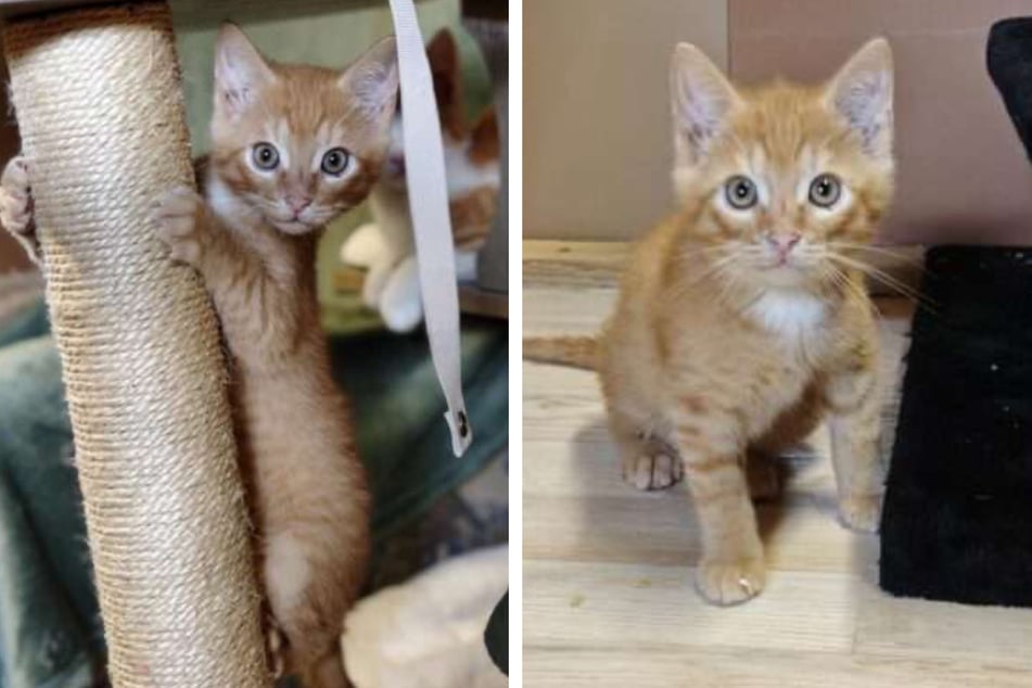 Ingo wurde Anfang April als Fundkatze ins Tierheim gebracht.