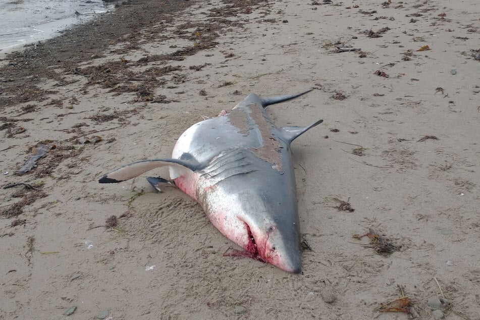 Der Hai könnte bei einem Jagdunfall gestorben sein, vermuten die Wissenschaftler. Bei schnellen Abtauchen könnte er sich schwere Verletzungen zugezogen haben.