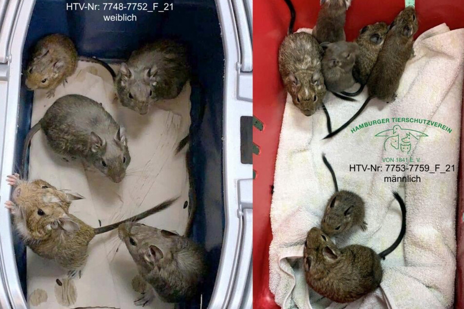 Die kleinen Degus wurden in der Danzigerstraße gefunden.