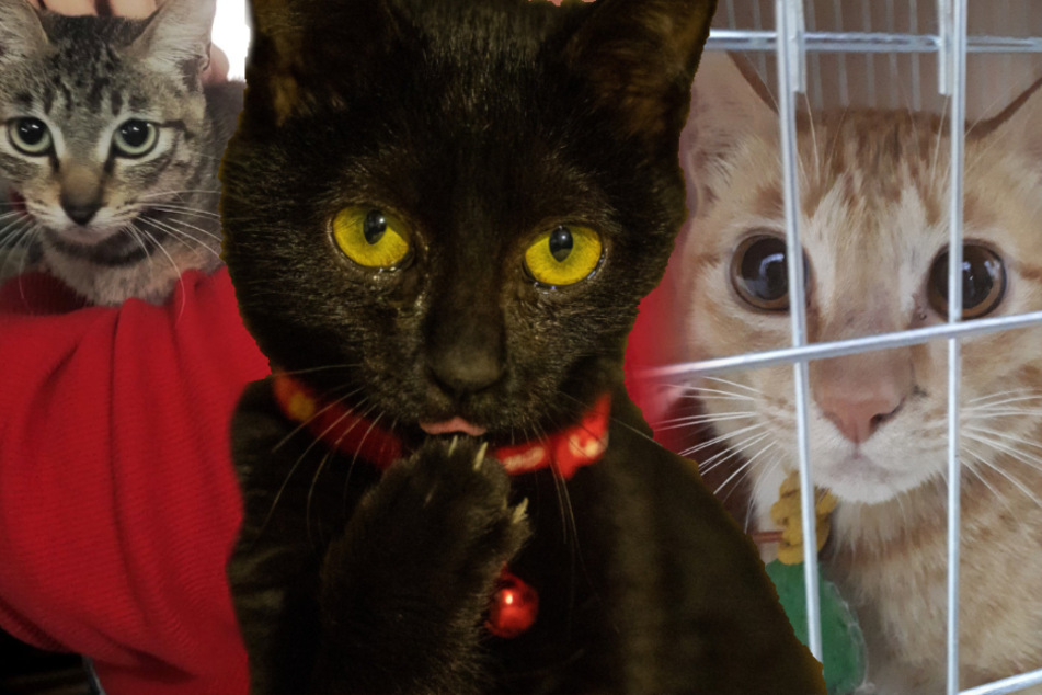 Katzen warten im Käfig darauf, getötet und dann gekocht zu werden