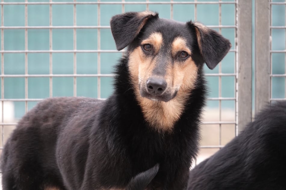 Biju sucht ein Für-immer-Zuhause.