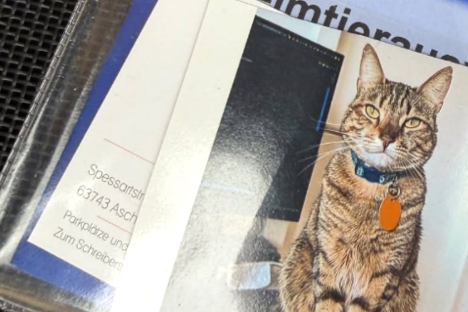 Katze auf Standstreifen der A3 ausgesetzt: Dann machen Finder interessante Entdeckung