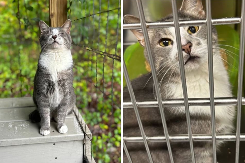 Katze wird nach sechs Monaten an Tierheim zurückgegeben: Grund verschlägt Pflegern die Sprache