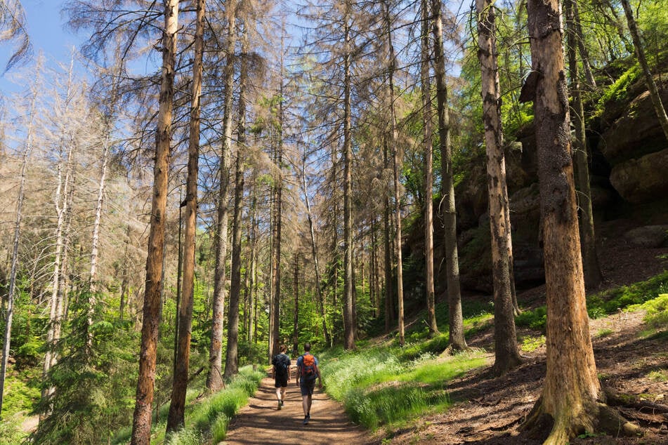 Das Wandern ist des Müllers Frust: Viele Waldstücke im Nationalpark Sächsische Schweiz sind bereits kahl.