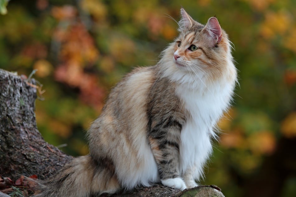 Die Norwegische Waldkatze zählt zu den großen Katzenrassen und hat ein prächtiges Fell.