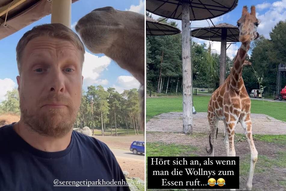 Oliver Pocher (45) ist in einem Wildtier-Park mit Giraffen auf Tuchfühlung gegangen.