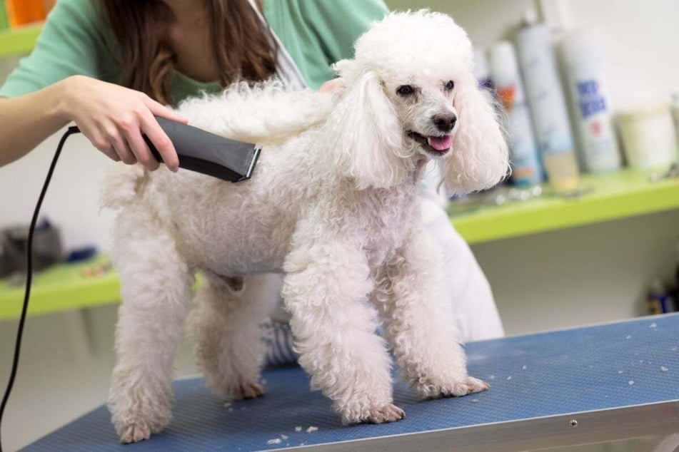 A poodle mix's coat must be clipped from time to time.