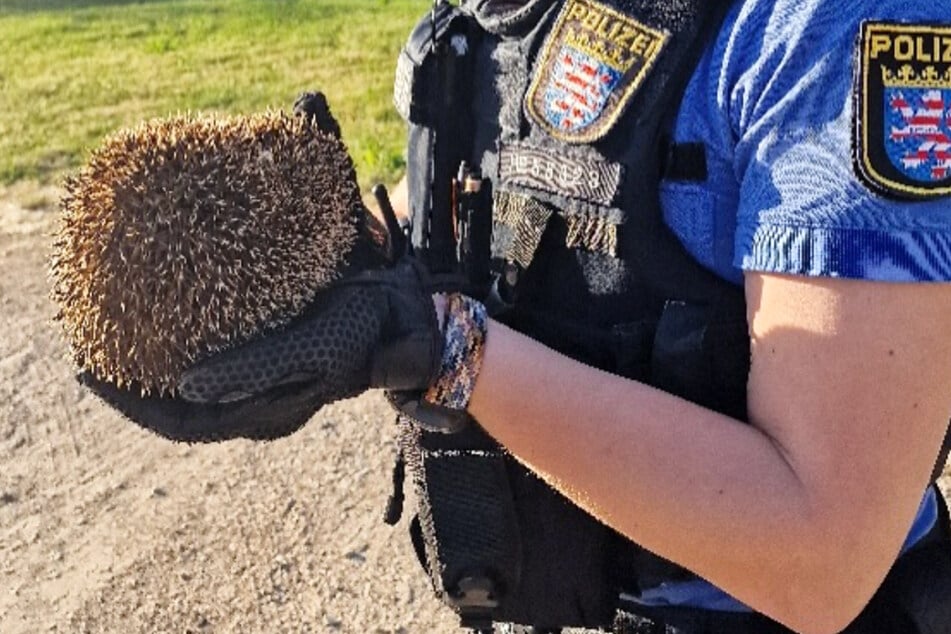Eine Polizistin befreite den Igel aus seiner misslichen Lage, in die er entweder bei der Jagd nach Insekten oder durch seine Lust auf Süßes geraten war.