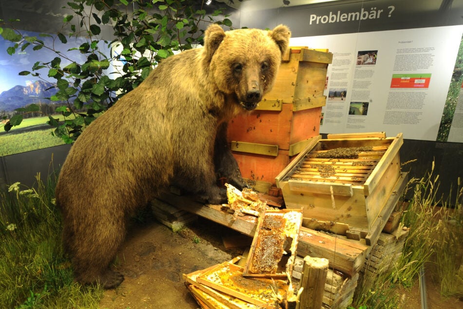 Wie sein Fell verblasst auch die Berühmtheit von "Problembär Bruno". Er war der erste Bär, der nach 170 Jahren die Tatzen auf bayerischen Boden setzte.