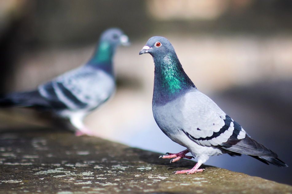 In einem Taubenbestand in Weimar ist der Erreger der für Geflügel hochansteckenden Newcastle-Krankheit festgestellt worden. (Symbolbild)