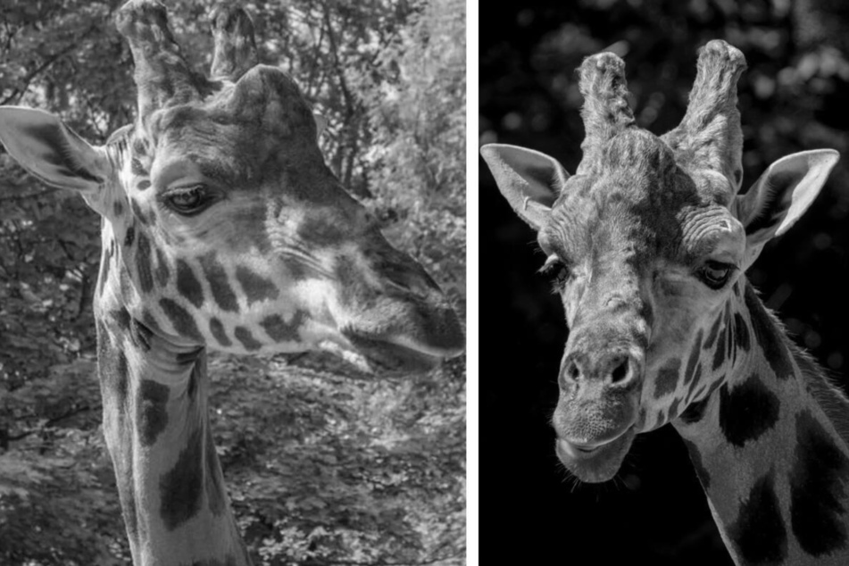 22 Jahre alte Giraffe Kubwa gestorben: Zoo in großer Trauer