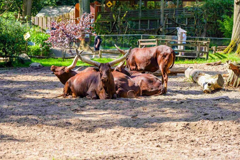 Beim Erlebnistag Afrika im Zoo Duisburg steht die Tierwelt des afrikanischen Kontinents im Mittelpunkt. Hier zu sehen: Watussi-Rinder.