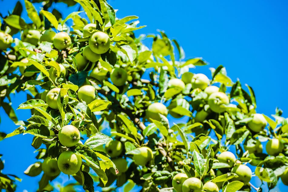 Produziert der Apfelbaum zu viele Äpfel, können sie nicht alle optimal versorgt werden.