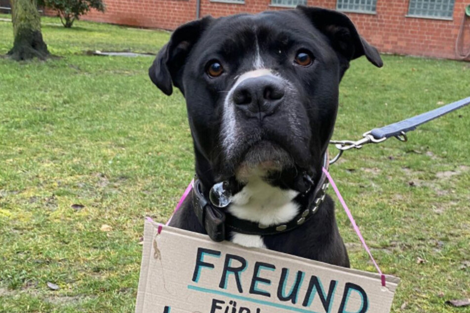 Hunde: Freunde fürs Leben, nicht für den Lockdown!