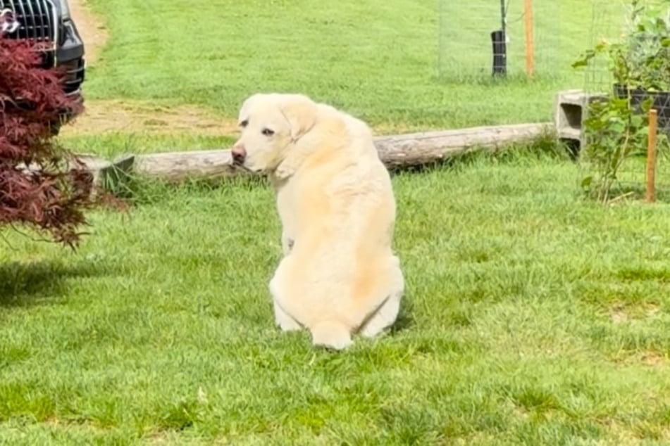 Labrador Cooper wartete nur noch auf seinen Katzen-Freund Winston, tat nichts anderes mehr.