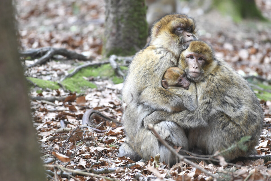 Zwei Berberaffen kuscheln mit einem Jährling im Freigehege auf dem Affenberg in Salem auf dem Boden. Rund 20-25 Berberaffen sind in Löffingen bei Freiburg aus einem Tierpark ausgebüxt. (Symbolbild)