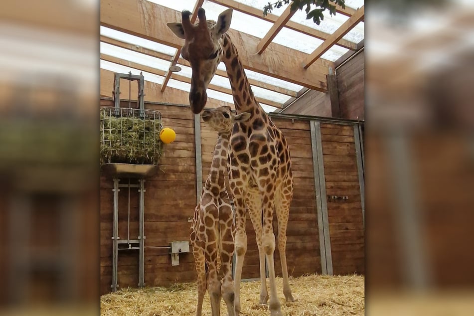 Bitte recht süß für das Foto: Giraffen-Dame Tamika hat eine kleine Tochter zur Welt gebracht.