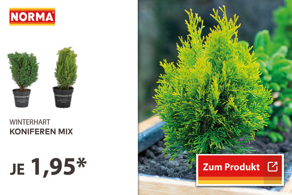 Koniferen Mix für 1,95 Euro.