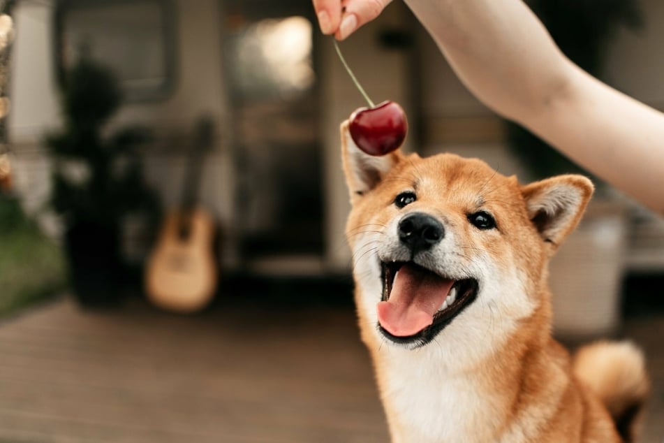 Dürfen Hunde Kirschen fressen?